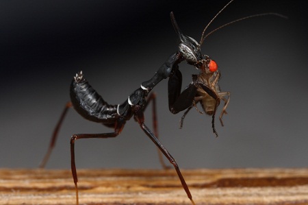 Vì[-]sao[-]chúng[-]lại[-]có[-]hình[-]dáng[-]giống[-]hệt[-]loài[-]kiến?